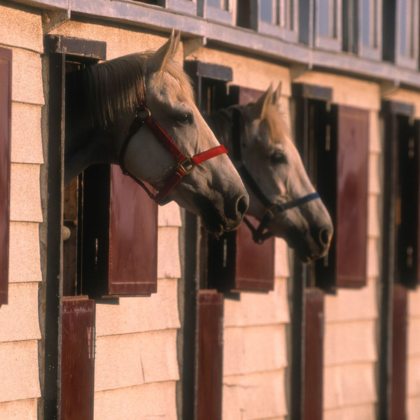 horses in a stable