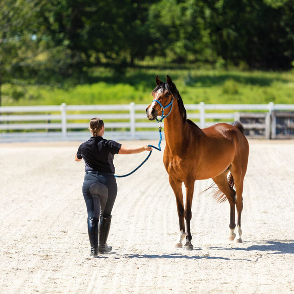 horse being trained