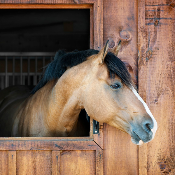 A horse looking out of the window of his stall