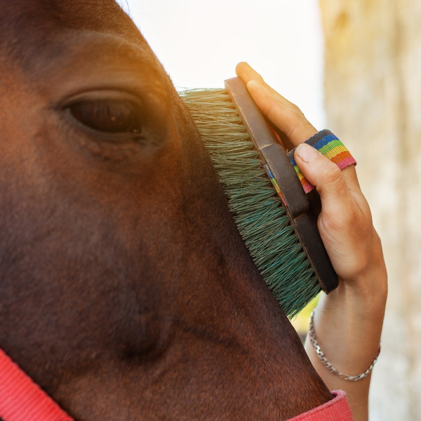A brush on a horse's nose