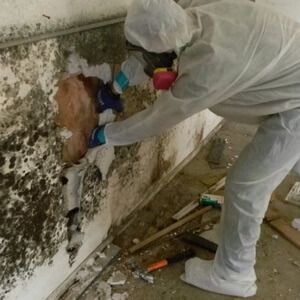 Image of Mold Removal
