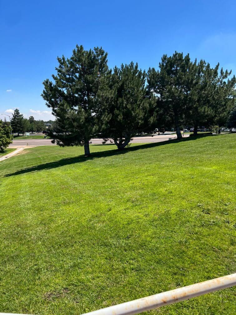 well maintained green grass and trees