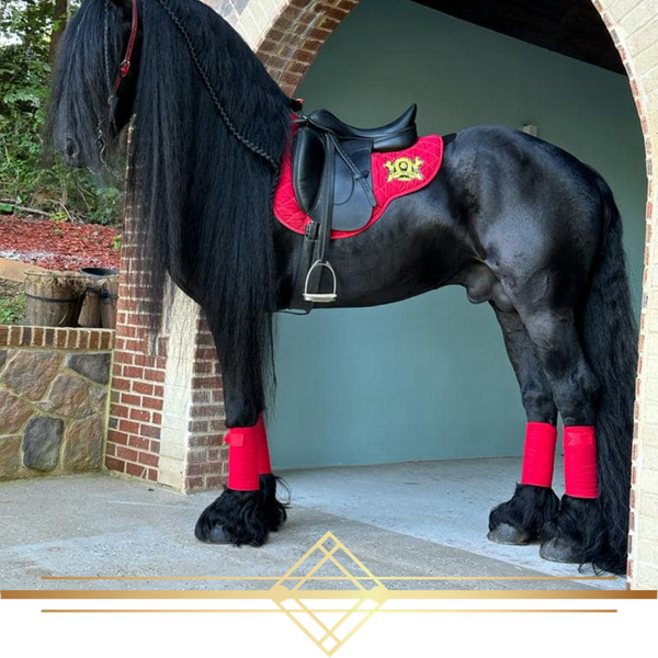 regal black horse with red saddle