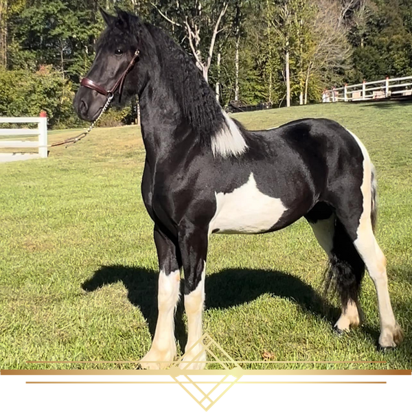 white and black horse