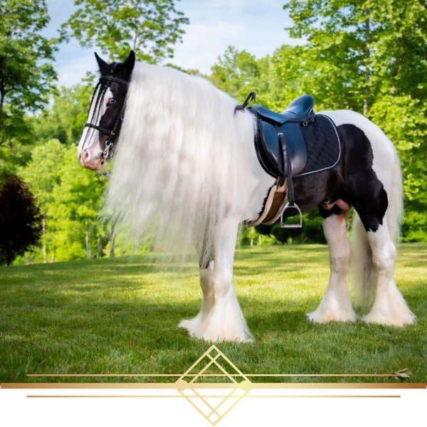 horse with long white mane