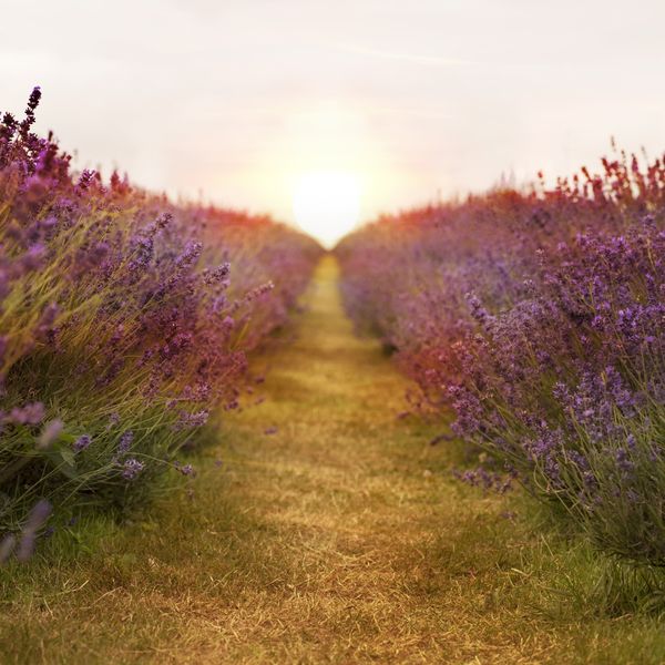 Path in a field of flowers