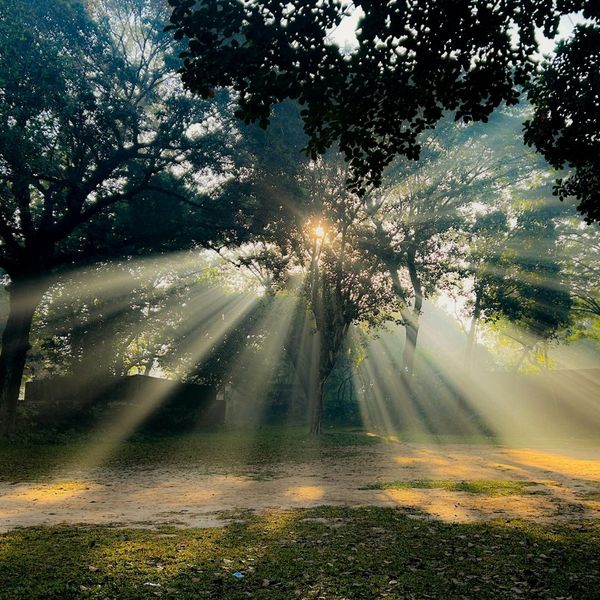 sunshine through the trees