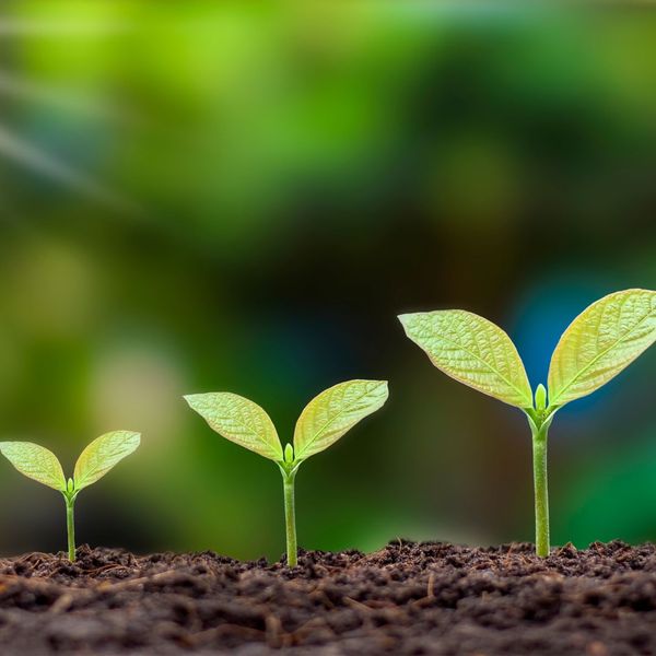 an abstract concept of sprouts slowly growing stage-by-stage image2.jpg