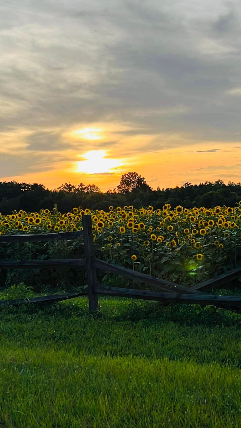 dove field sunflowers.jpg