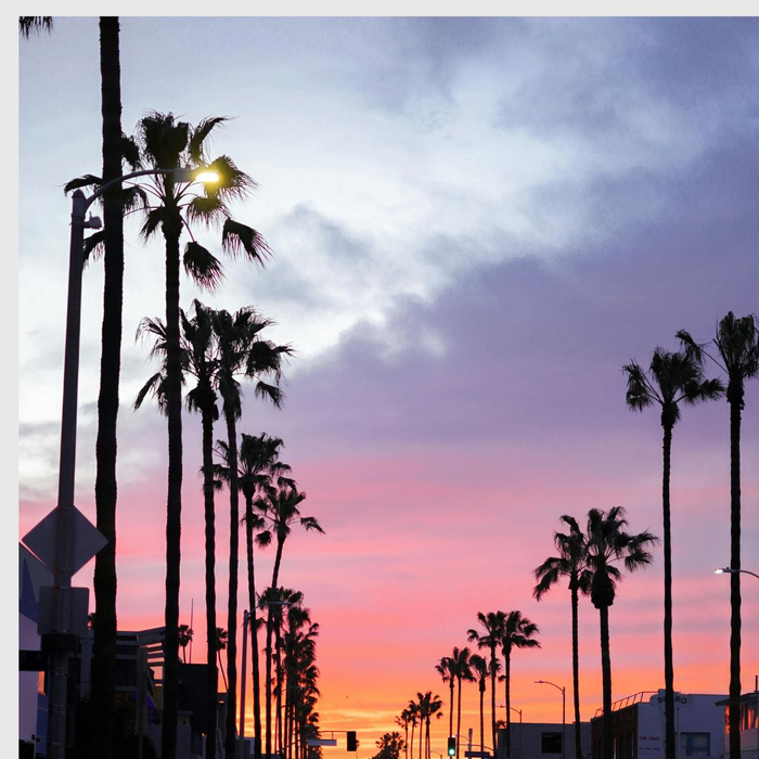LA palm trees