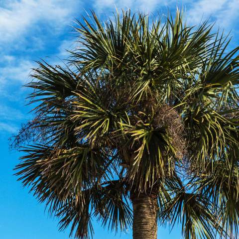 Removing old palm tree stumps in Gainesville, FL