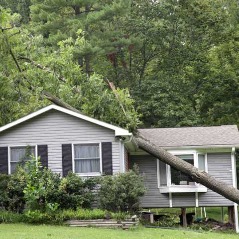 A tree on a house.