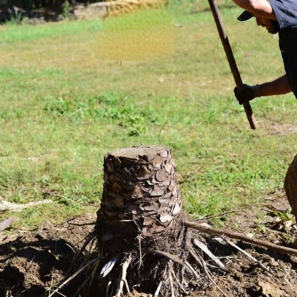 A man attempting a DIY palm stump removal in Florida