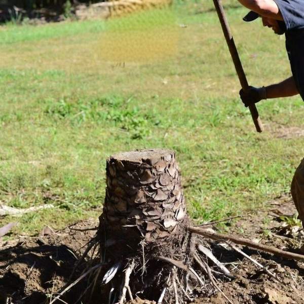 A man attempting a DIY palm stump removal in Florida