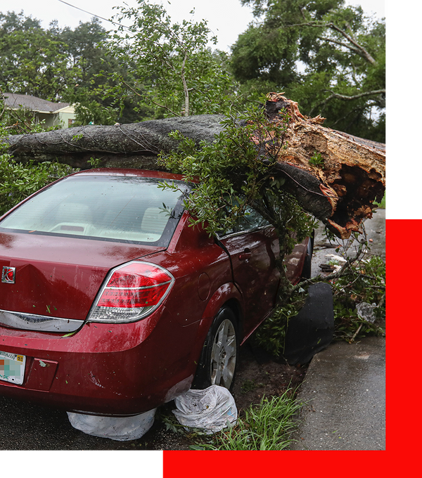 A tree that fell on a red car