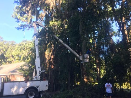 Tree Trimming