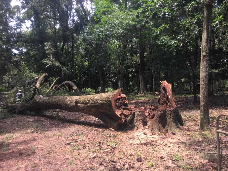 storm damage