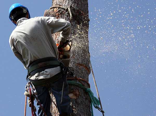 A person cutting down a tree with climbing gear and a chainsaw in Gainesville