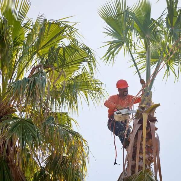 How to Trim Palm Trees in Florida