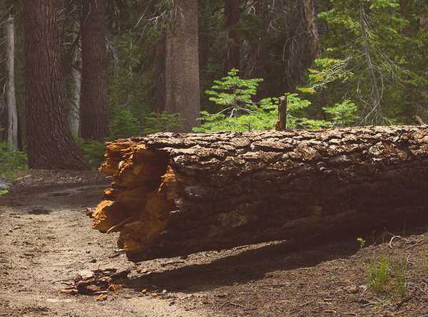 A felled tree