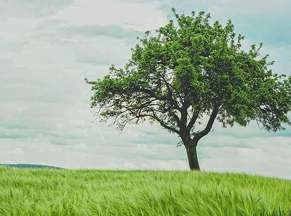 Tree in a field