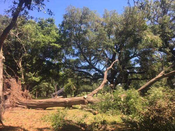 A fallen dead tree