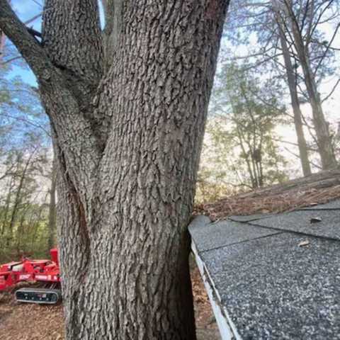 Tree closed to house