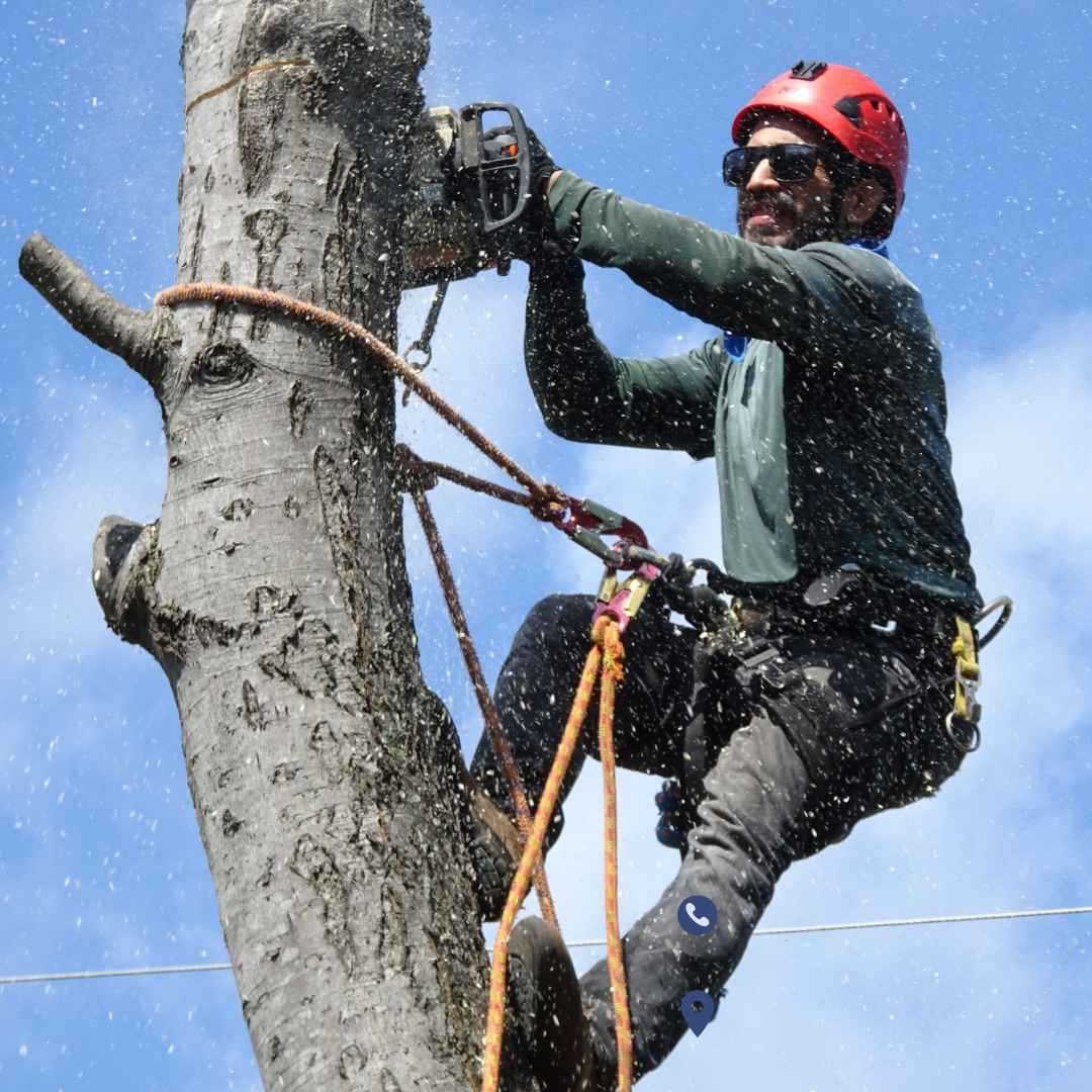 A man trimming a tree.