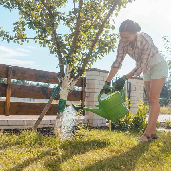 A woman watering a young tree