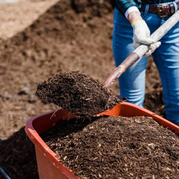 A woman mulching trees to help with pest control