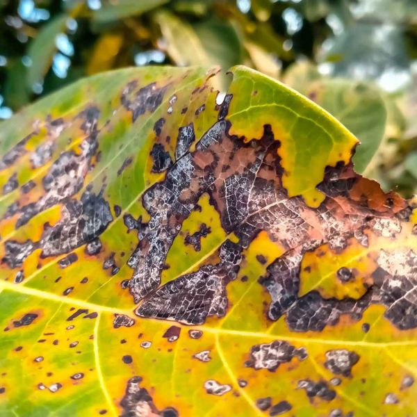 A diseased leaf