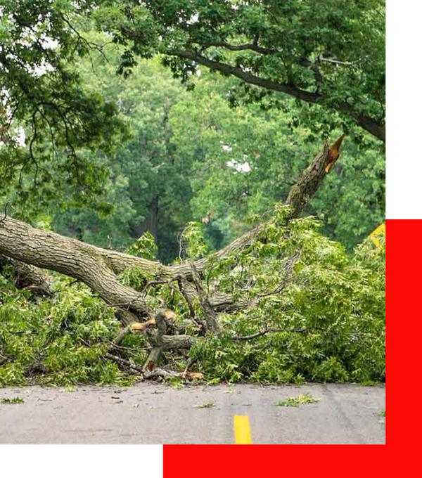 fallen tree in road