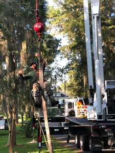 Tree Trimming