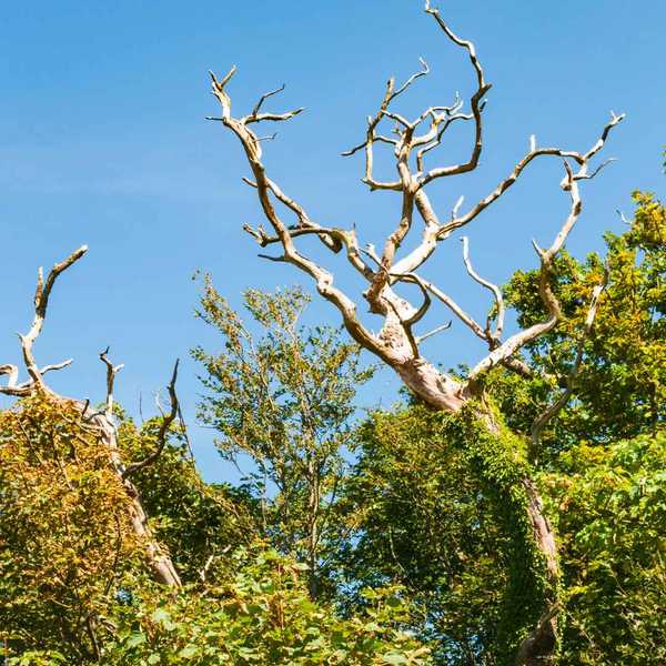 A dead tree