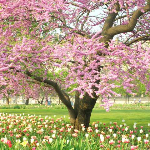Tree maintenance tips for spring in Gainesville, FL