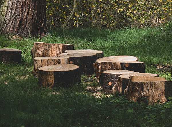 Tree stumps