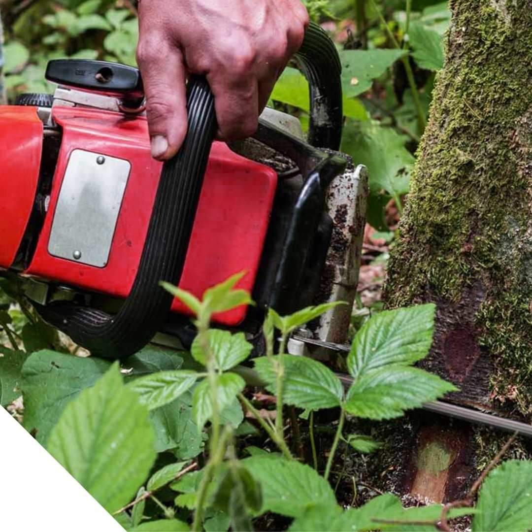 Tree-Care-Gainesville-FL.jpg