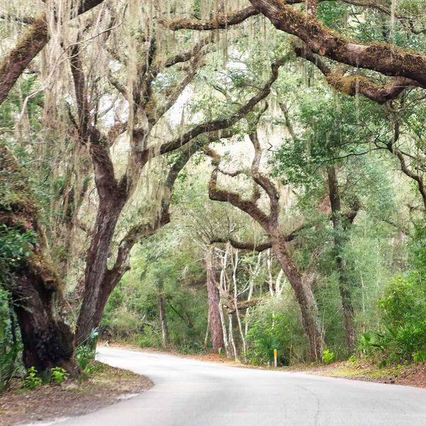 An image of florida trees during the winter