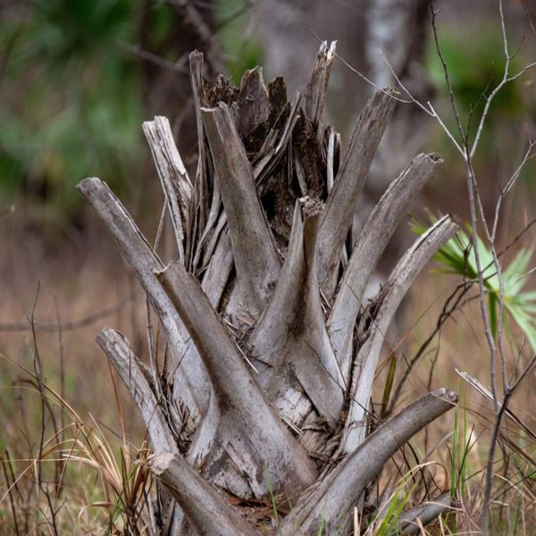 Sabal palmetto stump