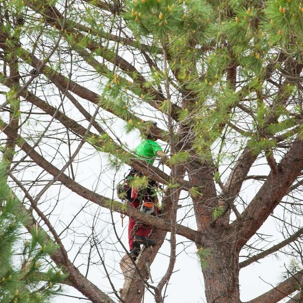 Late winter tree pruning Gainesville