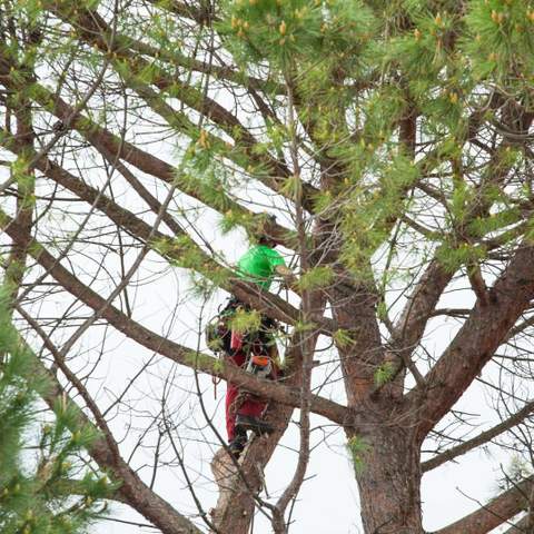 Late winter tree pruning Gainesville