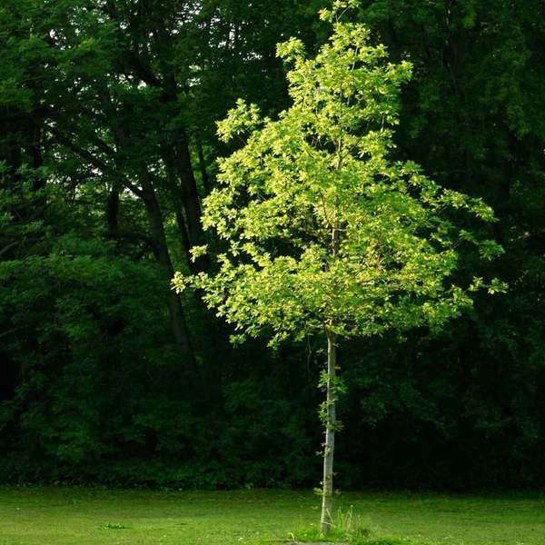 A tree