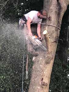 tree trimming