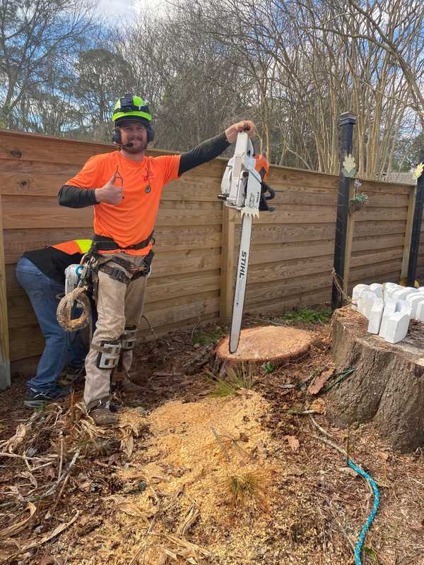 worker holding up chainsaw and working on cutting down a tree