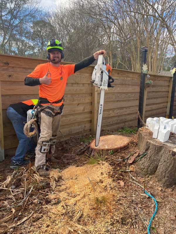 worker holding up chainsaw and working on cutting down a tree worker holding up chainsaw and working on cutting down a tree