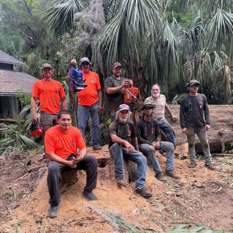 Palm Tree Trimming in Gainesville, FL