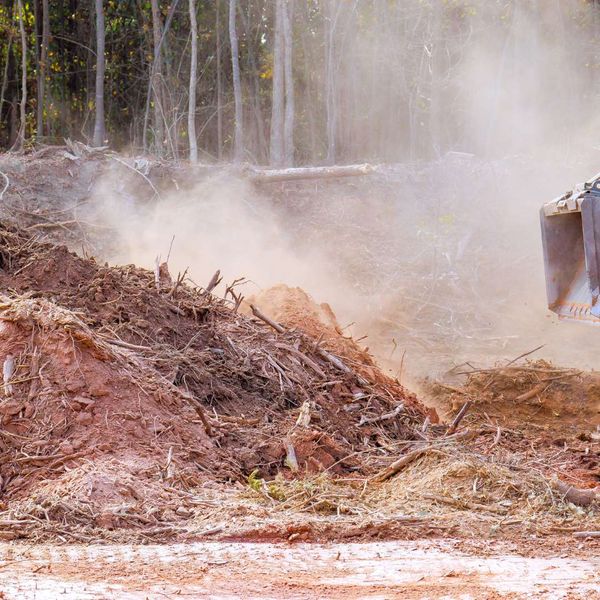 fall commercial clearing gainesville fl.jpg