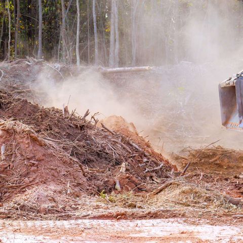 fall commercial clearing gainesville fl.jpg