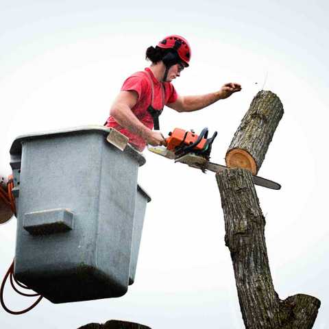 Tree removal