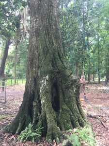 large tree